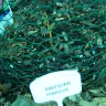 Exciting Gardens - Dead plants arrived - Photo 1