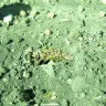 Exciting Gardens - Dead plants arrived - Photo 3