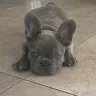 Cozy Molly Frenchies - French bulldog breeder