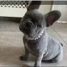 Cozy Molly Frenchies - French bulldog breeder