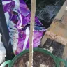 Gardening Express - Dead plants - Photo 3