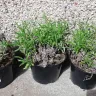 Gardening Express - Dead plants - Photo 4