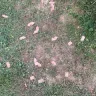 Angies List - Backyard deck repair - Photo 8