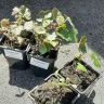 Gardening Express - Plants - Photo 1