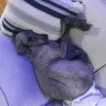 Petco - Groomer - Photo 1
