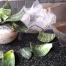 Ferns N Petals - plant damage - Photo 1