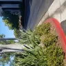 Irvine Company - Parking lot Crossroads ..vision blocked by plants