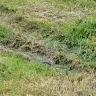New York State Electric & Gas [NYSEG] - Destroyed our lawn - Photo 2