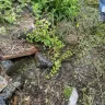 New York State Electric & Gas [NYSEG] - Destroyed our lawn - Photo 1