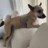 Lap of Love - Euthanasia of our dog - Photo 1