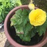 Direct Gardening - Begonias