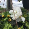 Direct Gardening - Begonias - Photo 2