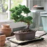 24SendFlowers - Bonsai Plant and Wine Gift