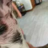 Petco - Grooming - Photo 1