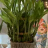 Teleflora - Money tree in black square base with moss and rocks - Photo 1