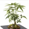 Teleflora - Money tree in black square base with moss and rocks