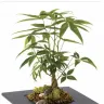 Teleflora - Money tree in black square base with moss and rocks - Photo 2