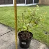 Gardening Express - Acer - Photo 1
