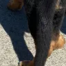 Zeder-Kamme German Shepherds - Unethical behavior, poor breeder, lack of guarantee