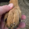 Zeder-Kamme German Shepherds - Unethical behavior, poor breeder, lack of guarantee