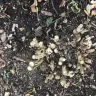 Gardening Express - Received dead plants - Photo 1