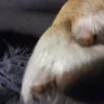 Petco - Bloody paw after grooming! Blamed it on my dog after we returned to get help with the bleeding!!! - Photo 1