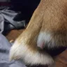 Petco - Bloody paw after grooming! Blamed it on my dog after we returned to get help with the bleeding!!! - Photo 2