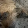 Petco - Grooming - Photo 1