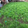 Scotts.com - Turf builder sun and shade grass seed, turf builder lawn food, turf builder weed and feed - Photo 25