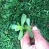 Scotts.com - Turf builder sun and shade grass seed, turf builder lawn food, turf builder weed and feed - Photo 3