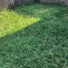Scotts.com - Turf builder sun and shade grass seed, turf builder lawn food, turf builder weed and feed - Photo 16