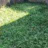 Scotts.com - Turf builder sun and shade grass seed, turf builder lawn food, turf builder weed and feed