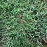 Scotts.com - Turf builder sun and shade grass seed, turf builder lawn food, turf builder weed and feed - Photo 11