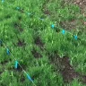 Scotts.com - Turf builder sun and shade grass seed, turf builder lawn food, turf builder weed and feed - Photo 23