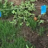 Scotts.com - Turf builder sun and shade grass seed, turf builder lawn food, turf builder weed and feed - Photo 20