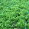 Scotts.com - Turf builder sun and shade grass seed, turf builder lawn food, turf builder weed and feed - Photo 21