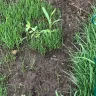 Scotts.com - Turf builder sun and shade grass seed, turf builder lawn food, turf builder weed and feed - Photo 24