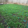 Scotts.com - Turf builder sun and shade grass seed, turf builder lawn food, turf builder weed and feed - Photo 1