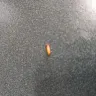 Lipton Soup - Worms in instant chicken soup - Photo 1