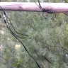 Duke Energy - Attempts to get line cleared have not been successful. - Photo 5