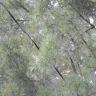 Duke Energy - Attempts to get line cleared have not been successful. - Photo 6