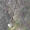 Duke Energy - Attempts to get line cleared have not been successful. - Photo 4