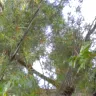 Duke Energy - Attempts to get line cleared have not been successful. - Photo 3