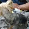 PetSmart - Grooming service