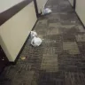 Red Roof Inn - Housekeeping customer service - Photo 3