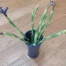 Booths - Flowers - Photo 1