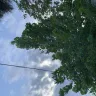Tampa Electric / Teco Energy - 405 West Frances Ave.. they Butchered my tree - Photo 1