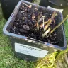 Gardening Express - Plants received were dead and damaged - Photo 1