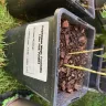 Gardening Express - Plants received were dead and damaged - Photo 2