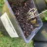 Gardening Express - Plants received were dead and damaged - Photo 3